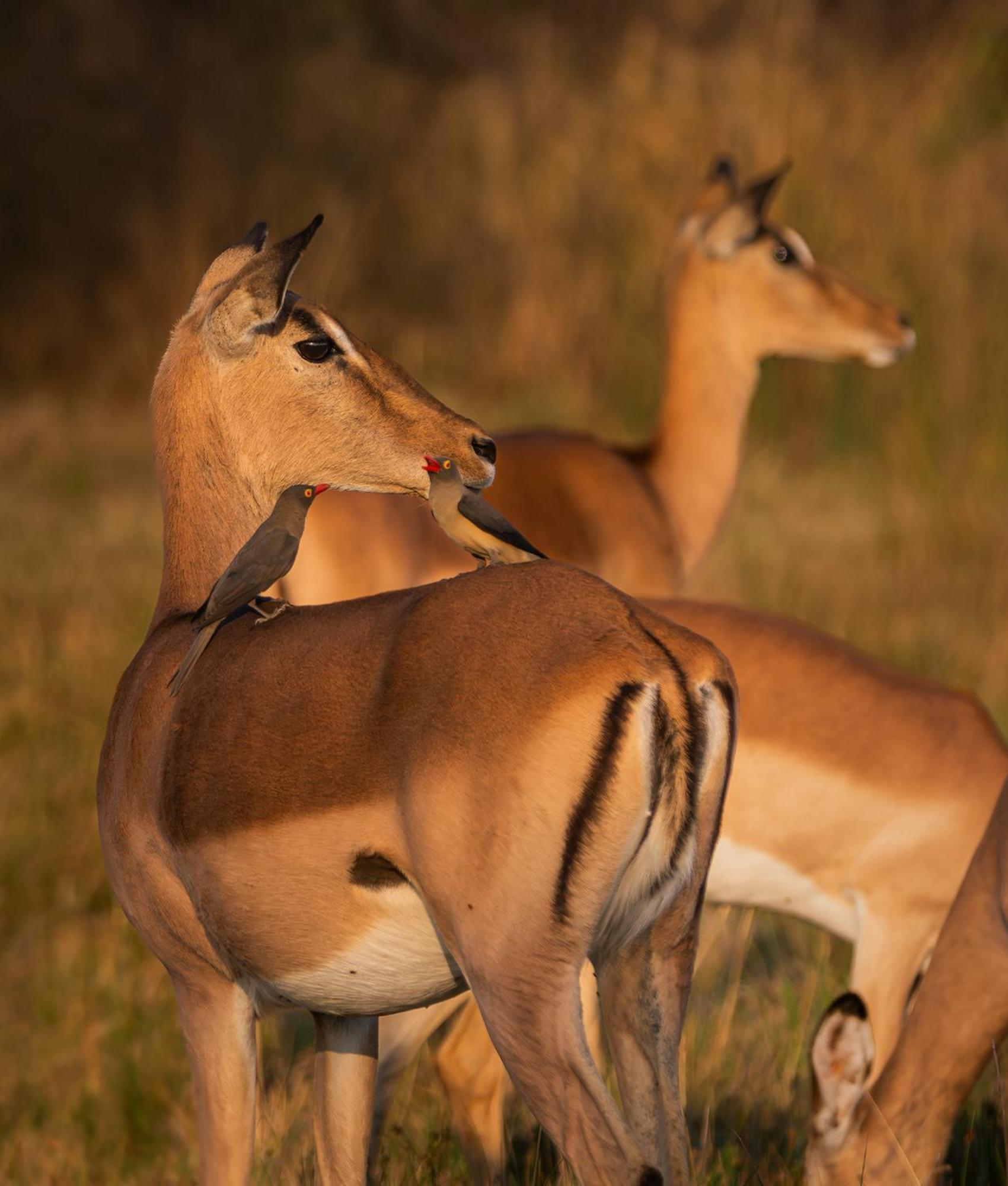 המנסקראל Out In Africa Wildlife Lodge מראה חיצוני תמונה