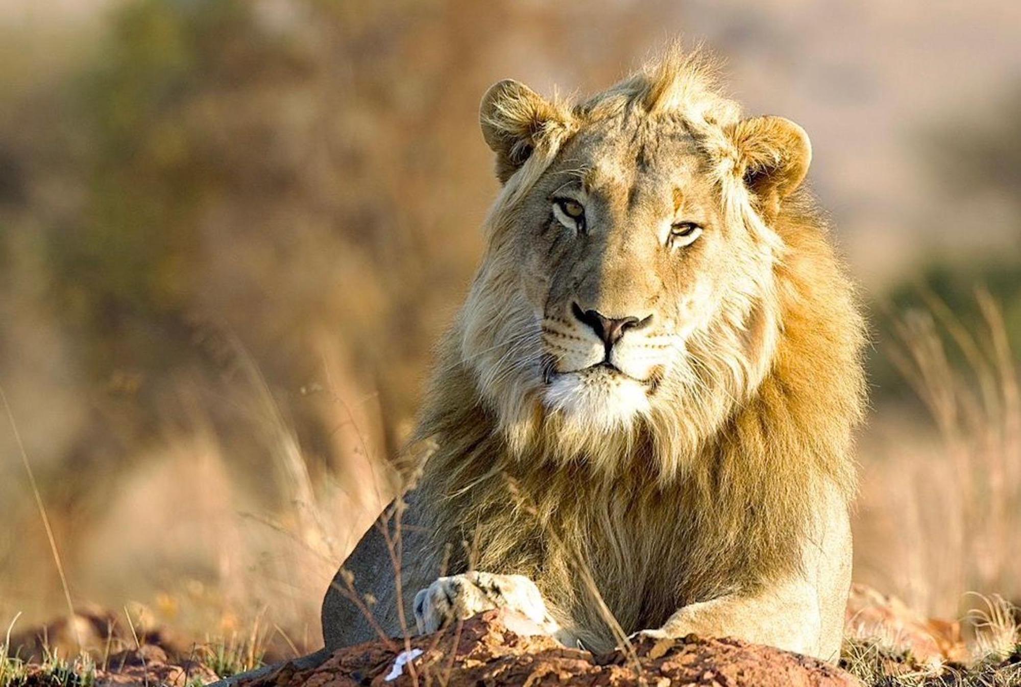 המנסקראל Out In Africa Wildlife Lodge מראה חיצוני תמונה