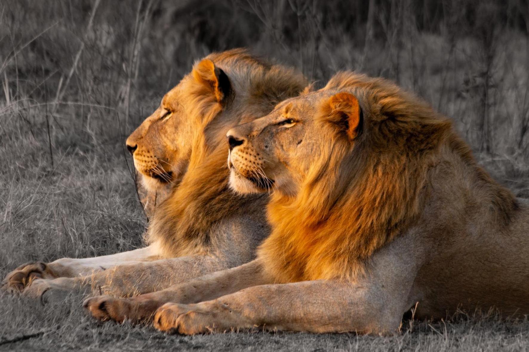 המנסקראל Out In Africa Wildlife Lodge מראה חיצוני תמונה